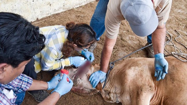 ¡Vacas sin visa!: cierran paso al ganado en la frontera por casos de gusano barrenador
