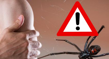 Viuda Negra: ¿qué le pasa a tu cuerpo si te muerde esta peligrosa araña?