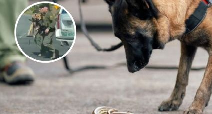Perro policía es mordido por serpiente; agentes realizan operativo para salvarle la vida | VIDEO