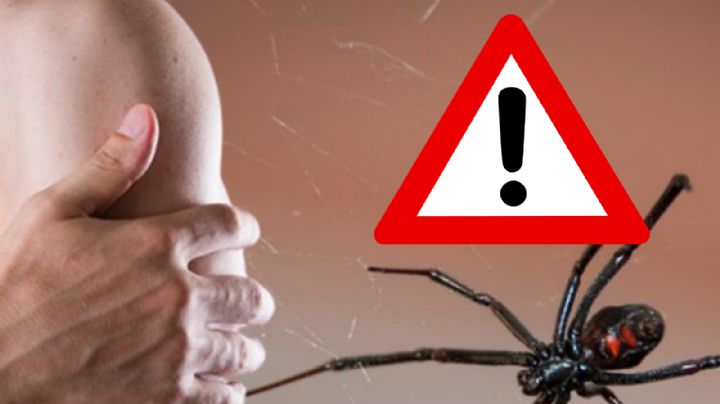 Viuda Negra: ¿qué le pasa a tu cuerpo si te muerde esta peligrosa araña?