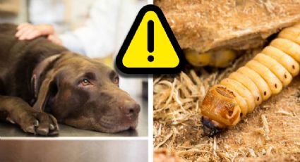 Gusano barrenador: alerta por las mascotas; así puedes prevenir su infección y ayudarlas