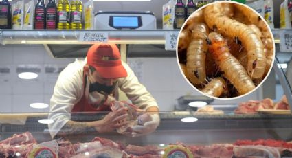 ¿Gusano barrenador provoca el aumento en el costo de la carne?; esto sabemos