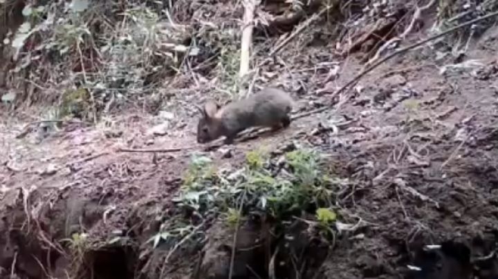 Reportan avistamiento de animal que se creía extinto ¡desde hace 120 años! | VIDEO