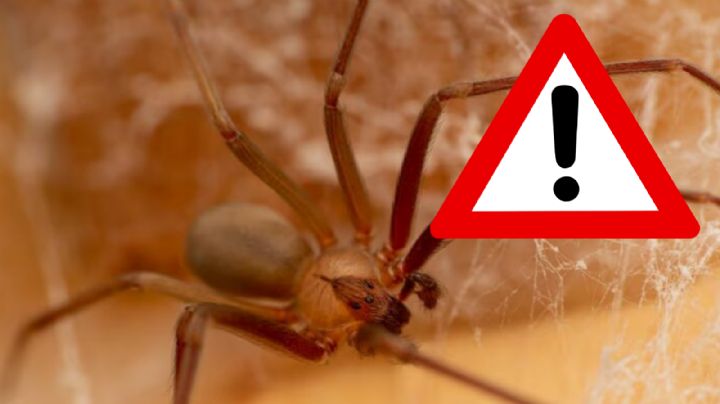 Araña violinista: este es el punto débil que no conocías del poderoso arácnido