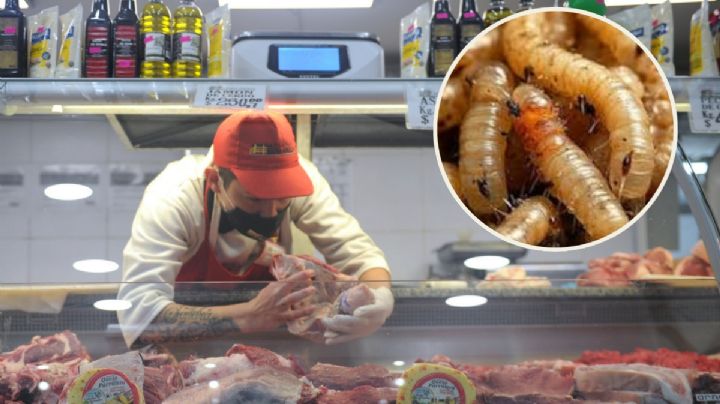 ¿Gusano barrenador provoca el aumento en el costo de la carne?; esto sabemos