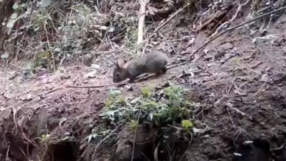 'No estaba muerto, andaba de parranda'; graban a conejo que creían extinto en México