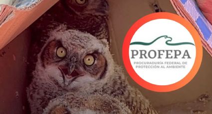 Nuevo León: caen por vender búhos en plena calle; podrían enfrentar delito federal