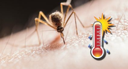 Ola de calor 2025: ¿por qué hay más mosquitos durante los días de temperaturas altas?
