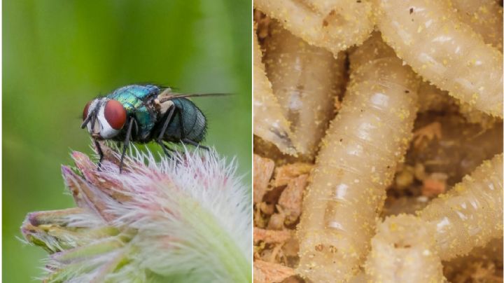 ¿Cómo identificar a la mosca del gusano barrenador y cómo deshacerte de ella?