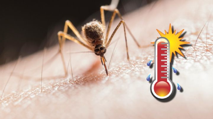 Ola de calor 2025: ¿por qué hay más mosquitos durante los días de temperaturas altas?