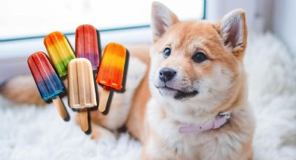 Ola de calor 2025: así puedes preparar paletas de hielo para tu perro; son fáciles de hacer