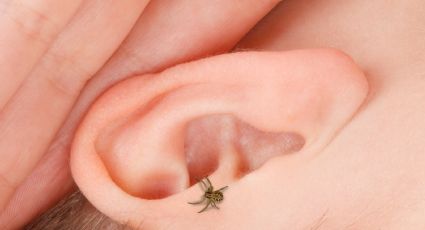 Araña en el oído: qué debes hacer y por qué no debes entrar en pánico