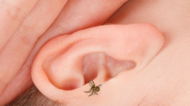 Araña en el oído: qué debes hacer y por qué no debes entrar en pánico