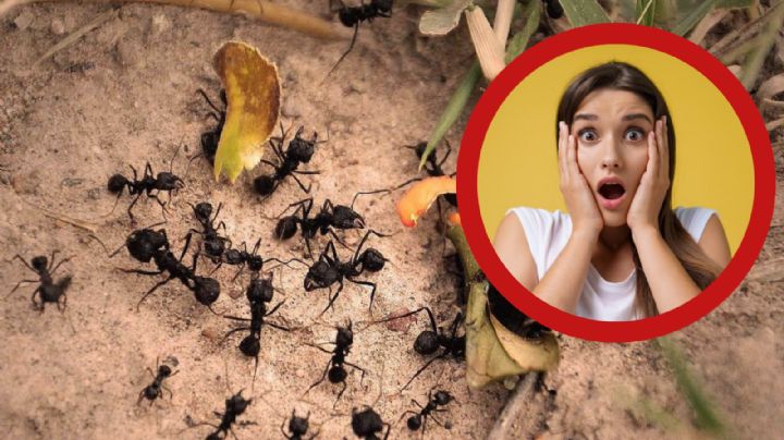 Temporada de hormigas: con este truco podrás mantenerlas lejos de tus plantas