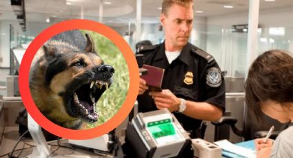 CBP podría detener tu salida de Estados Unidos si viajas con tu perro y no cumples estas reglas