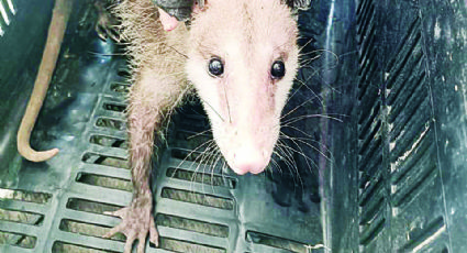 Recibe Zoológico de Nuevo Laredo a 38 tlacuaches