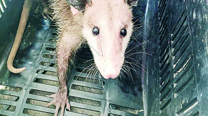 Recibe Zoológico de Nuevo Laredo a 38 tlacuaches