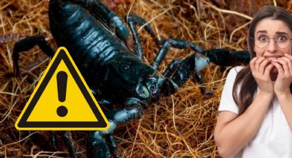 Temporada de alacranes: así puedes ahuyentarlos 'golpeándolos' en su punto más débil