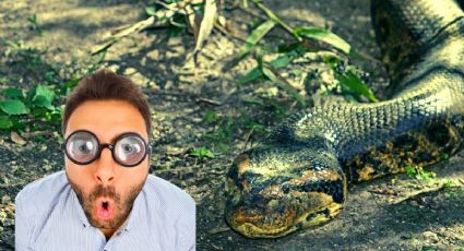 Campesinos rescatan enorme anaconda: ¿cuánto mide?