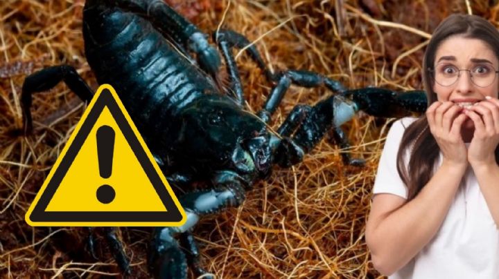 Temporada de alacranes: así puedes ahuyentarlos 'golpeándolos' en su punto más débil