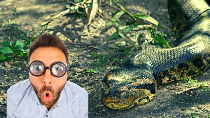 Campesinos rescatan enorme anaconda: ¿cuánto mide?