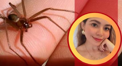 María Fernanda sufrió la picadura de una araña violinista en el patio de su casa y murió después