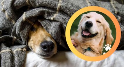 ¿Cuántos años tiene realmente tu perro?, la ciencia responde y rompe el mito de los '7 por 1'