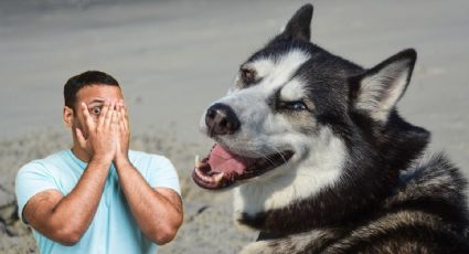 Husky ataca salvajemente a un joven en elevador; sorprende por ser una raza cariñosa y amigable