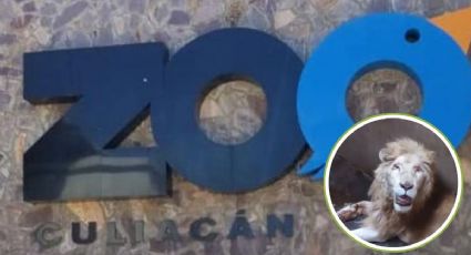 Muere león blanco en el Zoológico de Culiacán durante visita de Profepa