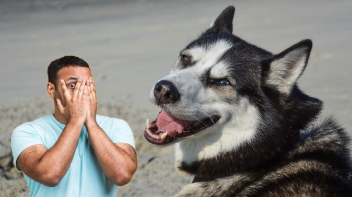 Husky ataca salvajemente a un joven en elevador; sorprende por ser una raza cariñosa y amigable