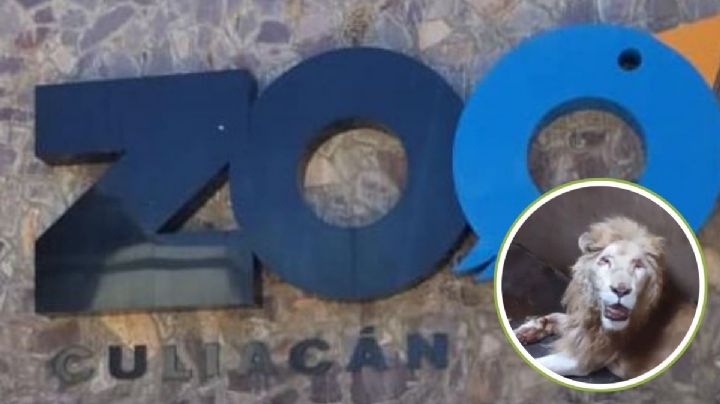 Muere león blanco en el Zoológico de Culiacán durante visita de Profepa