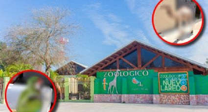 Zoológico de Nuevo Laredo le da la bienvenida a 2 nuevos integrantes, ¿cuáles animales son?