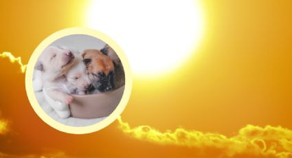 Detienen a jovencita por crueldad animal; dejó a 3 cachorritos al Sol sin agua ni alimento