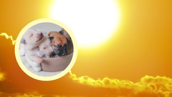 Detienen a jovencita por crueldad animal; dejó a 3 cachorritos al Sol sin agua ni alimento