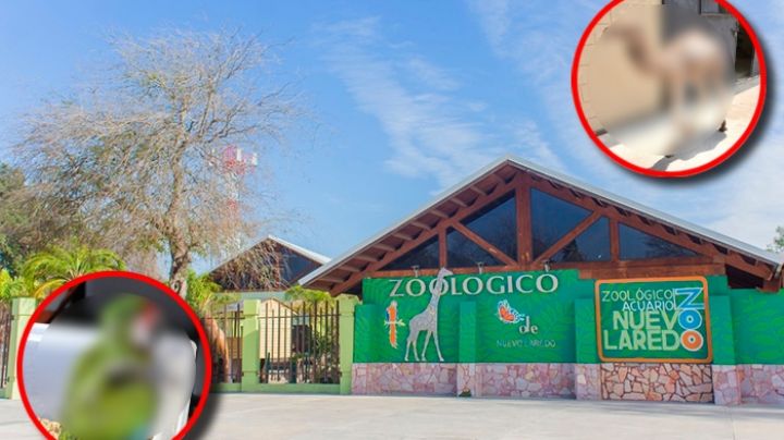 Zoológico de Nuevo Laredo le da la bienvenida a 2 nuevos integrantes, ¿cuáles animales son?