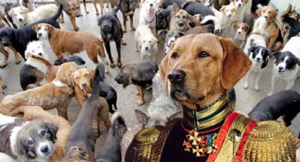 El 'Perro Alfa': canino se hace viral por imponer respeto y detener peleas en refugio | VIDEO