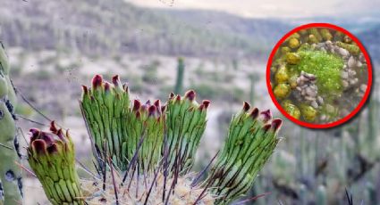 Esta flor del desierto se come en más de 100 platillos y remedios; es un tesoro oculto de México