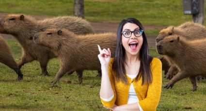 Tres lugares en México para convivir con capibaras; puedes alimentarlos y acariciarlos