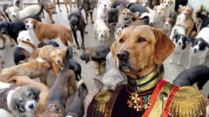 El 'Perro Alfa': canino se hace viral por imponer respeto y detener peleas en refugio | VIDEO