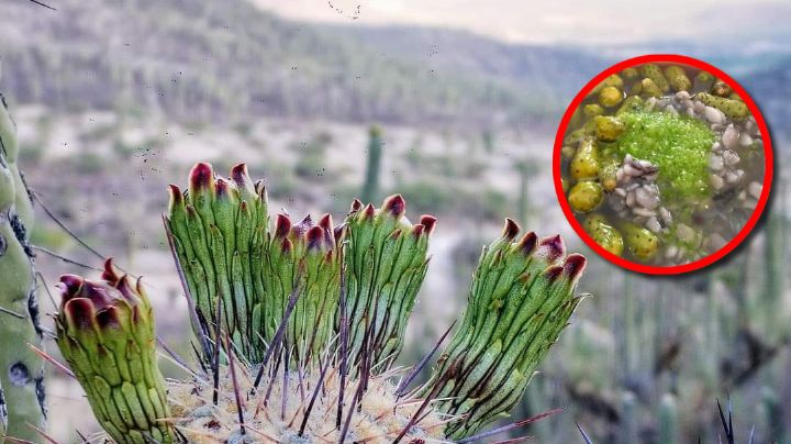 Esta flor del desierto se come en más de 100 platillos y remedios; es un tesoro oculto de México