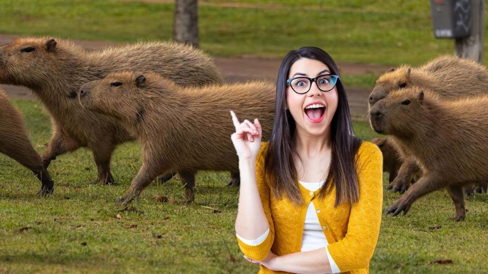 El mejor parque de capibaras en México
