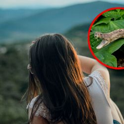 Mujer es mordida por una serpiente en el rostro dentro de su casa; el reptil saltó y le clavó los colmillos