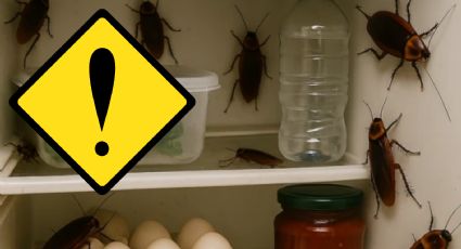 Temporada de cucarachas: con estos 3 consejos podrás eliminarlas de tu refrigerador