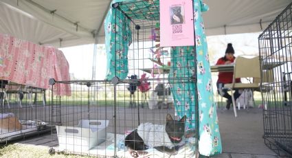 Invitan a darle un hogar a perrito y gatitos en feria de adopción