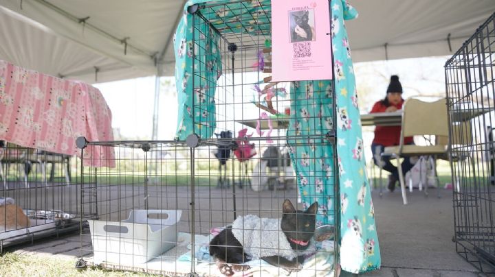 Invitan a darle un hogar a perrito y gatitos en feria de adopción