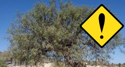Esta madera es la favorita de los carpinteros para hacer muebles; árbol nació en Tamaulipas
