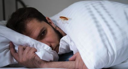¿Cómo impedir que las cucarachas suban a tu cama?; asegura que ya no te quiten el sueño