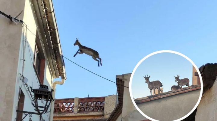 Cabras ‘voladoras’ destrozan los tejados de las casas; autoridades de este pueblo emiten alerta | VIDEO