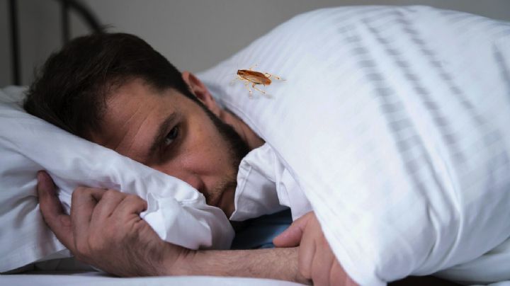 ¿Cómo impedir que las cucarachas suban a tu cama?; asegura que ya no te quiten el sueño