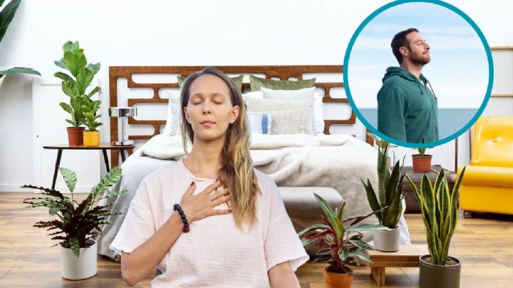 Estas plantas no solo embellecerán tu habitación, purificarán el aire y dormirás mejor